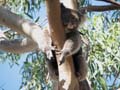 Sleepy Koala